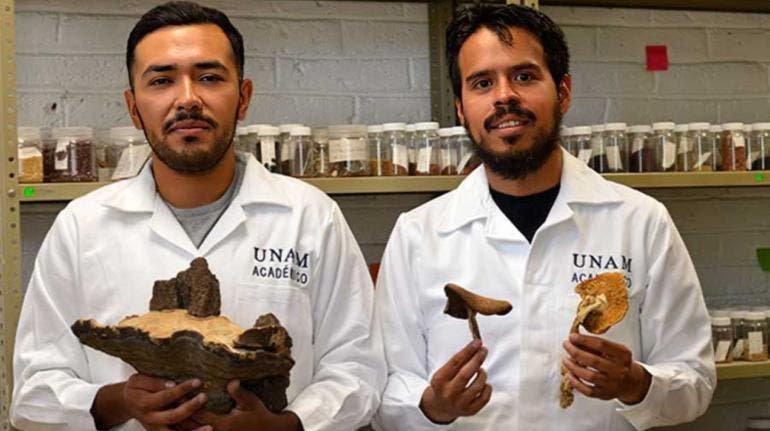 UNAM nueva especie arbol mexicano