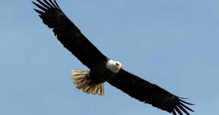 Águila calva