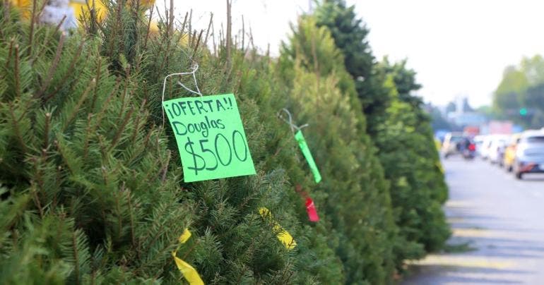 arboles Navidad reciclaje Benito Juarez