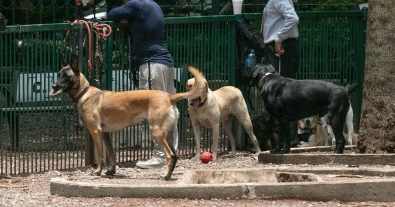 valida SCJN castigar maltrato animal CDMX