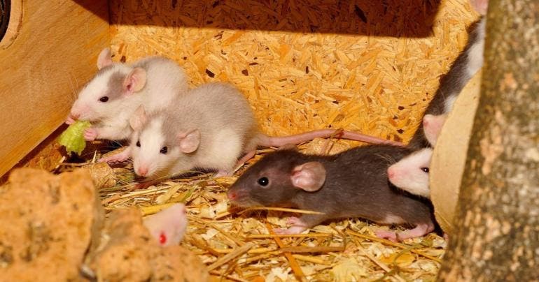 mueren dos mujeres Argentina hantavirus