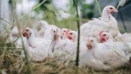 OMS pide estar alerta tras la primera muerte por gripe aviar en México 