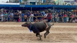 Carrera de búfalos en Tailandia