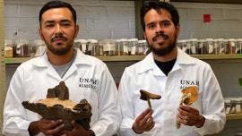 UNAM nueva especie arbol mexicano