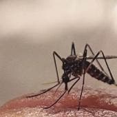 Ssa dengue 49 muertes