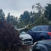 arbol cae FES Aragon lluvias