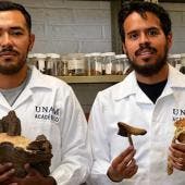 UNAM nueva especie arbol mexicano