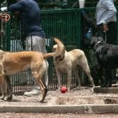 valida SCJN castigar maltrato animal CDMX